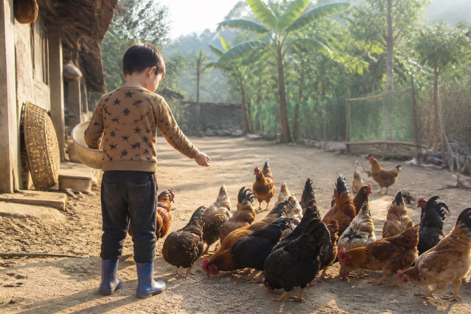 Trẻ em cho gà ăn trong sân đất nện