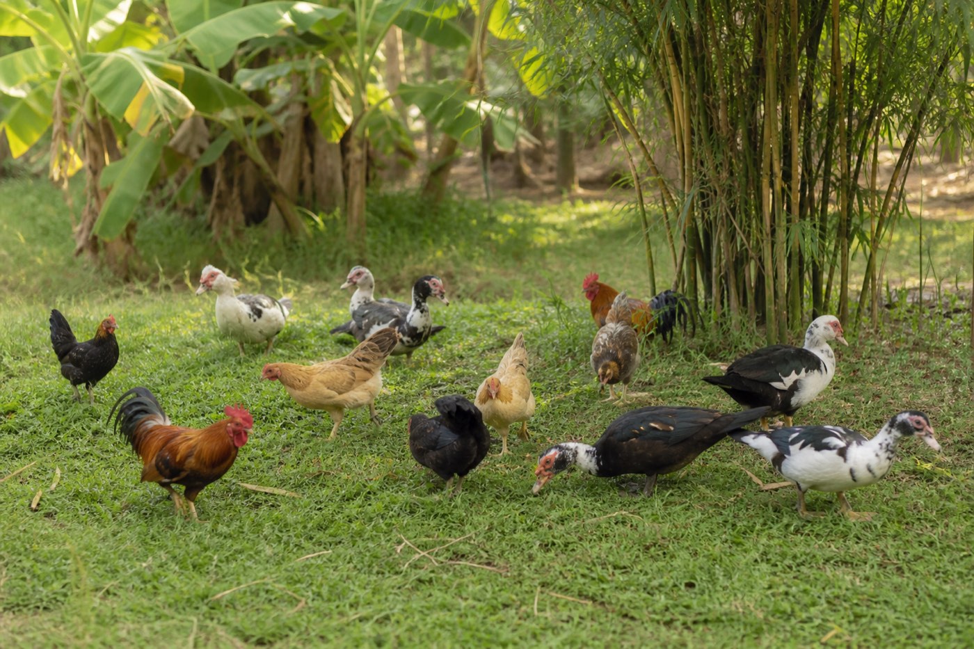 Đàn gà tre và vịt xiêm thả rông trên cỏ giữa bụi tre chuối